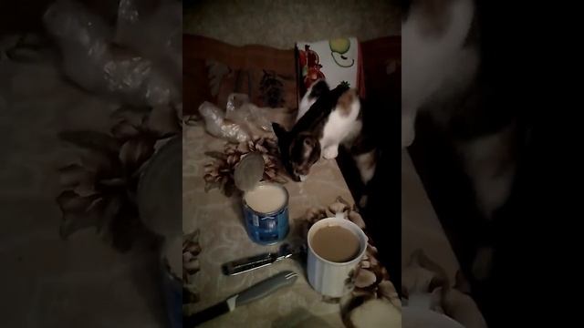 Кошка и сладкое сгущёное молоко