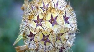 СКАБИОЗА ЗВЁЗДЧАТАЯ. Чудо чудное!!!