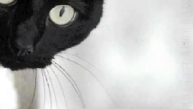 Артем - Марина - Любаша - Черный кот