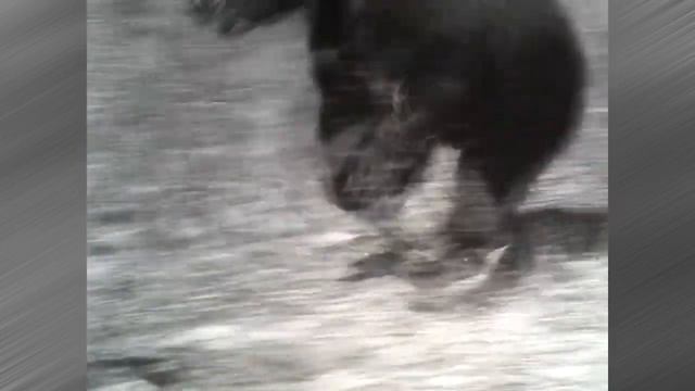 Зоопарк дворца в 1970 году. Страничка от Евгения Геннадьевича. смотреть онлайн