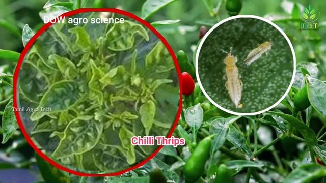 Tracer Insecticide | SPINOSAD 45% SC | DOW Agro Science | #tat