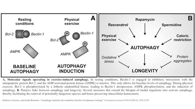 Exercise-induced autophagy and its role in preventing diabetes | Guido Kroemer смотреть онлайн