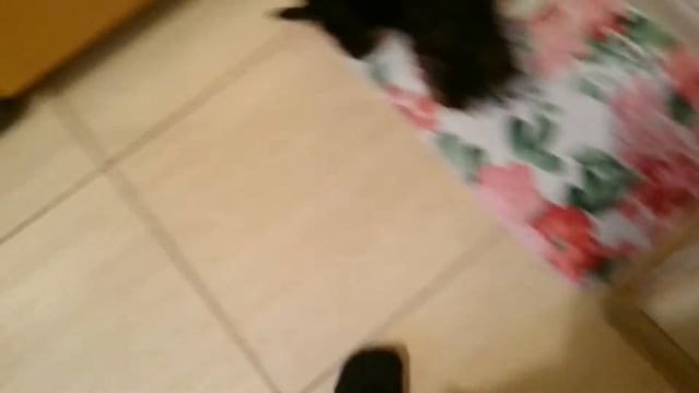 Йорк кушает корм и т.д B-)