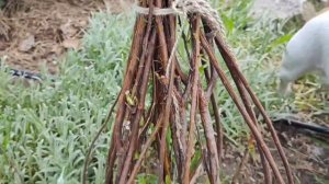 Сформируйте штамб спиреи | Как сформировать спирею на штамбе