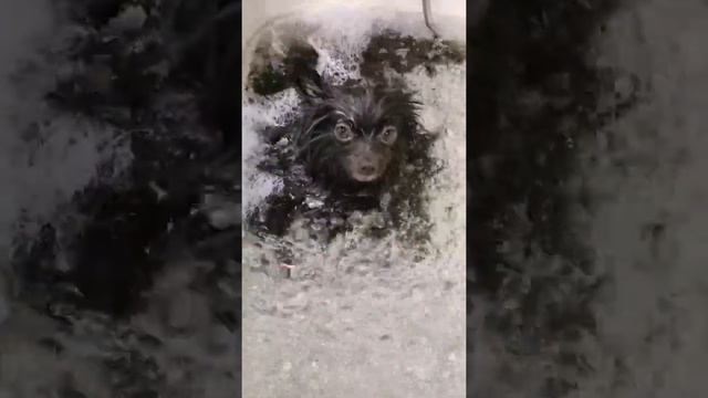 Шпиц наслаждается ванной с озоном!