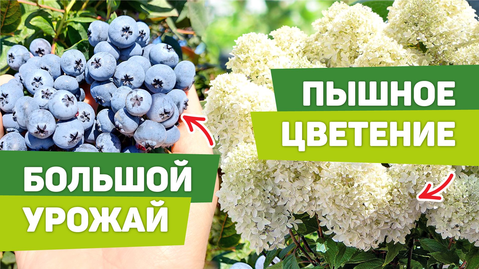 ЧЕМ ПОДКОРМИТЬ КИСЛОЛЮБИВЫЕ РАСТЕНИЯ. Голубика и гортензии смотреть онлайн