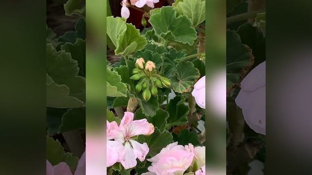PARA QUE TENGAS GERANIOS MUY FLORECIDOS 🌸🍃🌼!!! смотреть онлайн