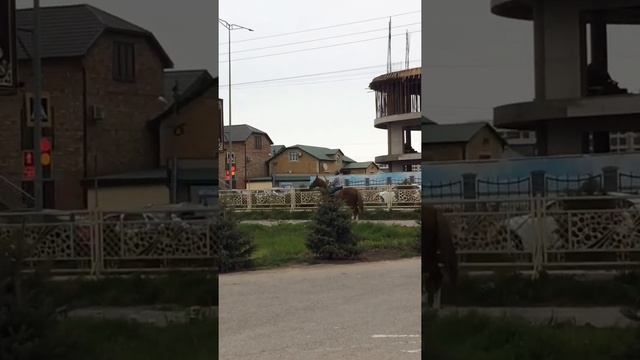 Ресторан Падишах г Каспийск смотреть онлайн