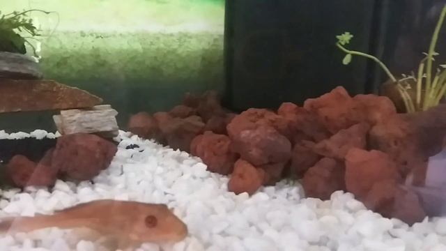 My Aquarium Set Up смотреть онлайн