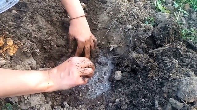 Посадка арбузов и дынь в открытый грунт. Новый способ смотреть онлайн