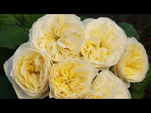 Вайт и Свит Вувузела! непревзойдённая роскошь цветения!!! rosebushes.ru смотреть онлайн