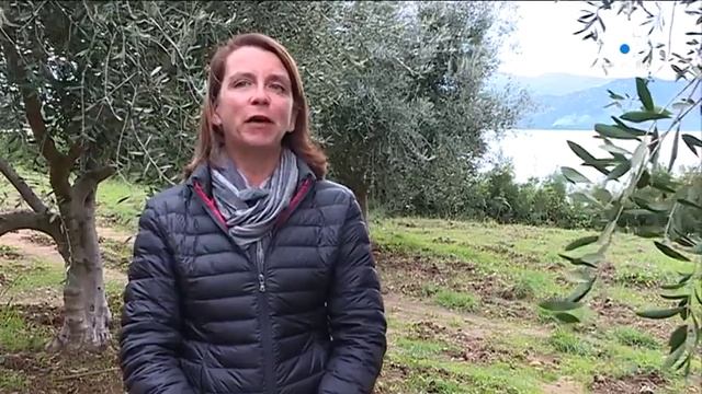 Depuis 15 ans, l’appellation d’origine protégée Oliu di Corsica dope la filière смотреть онлайн
