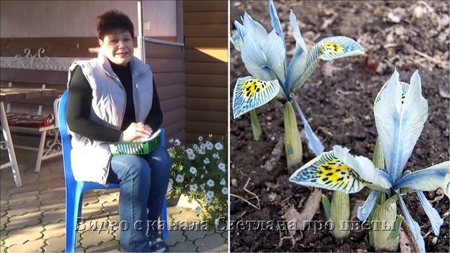 Луковичные ирисы посадка и уход  размножение  Полный обзор и описание