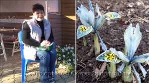 Луковичные ирисы посадка и уход  размножение  Полный обзор и описание