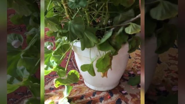 Обрезка герани смотреть онлайн