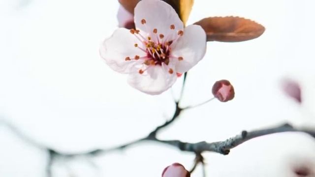 МУЗЫКА ОДИНОКОГО ЦВЕТКА.  Очень Красивая Мелодия для Расслабления, Успокоения и Отдыха