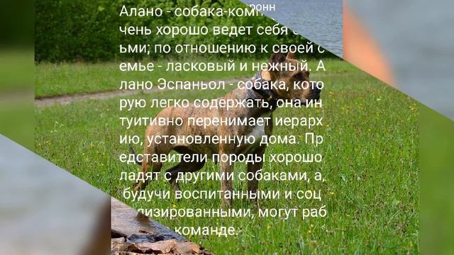 Собака Алано уникальное животное /рассказ. о собаках 1 часть. смотреть онлайн