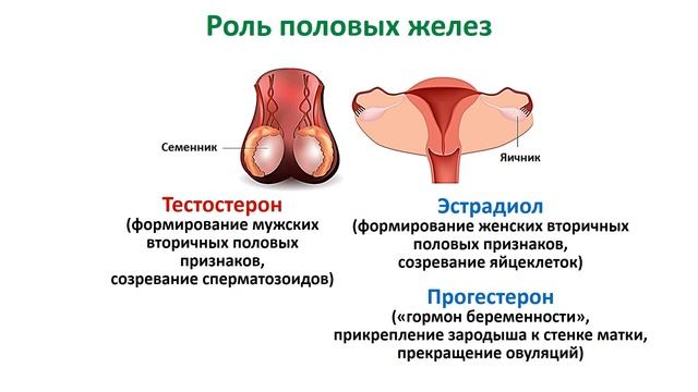 Биология 9 класс. Тема урока: "Строение и функции половой системы человека". смотреть онлайн
