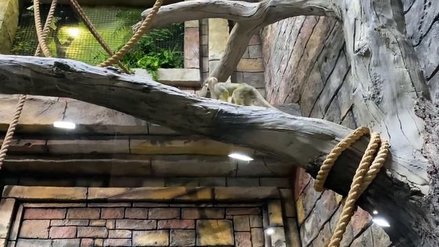 Прогулка в экзотариум🐵 смотреть онлайн