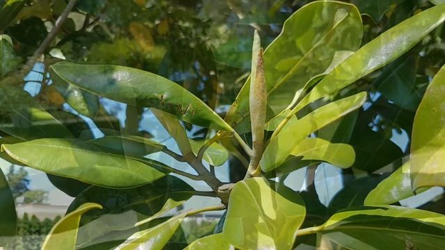 Бутоны магнолии | Жизнь в Адлере смотреть онлайн