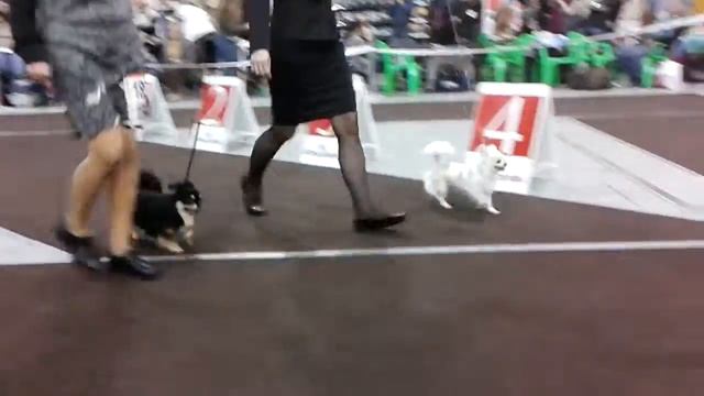 "Золотые Ворота 2013" чихуахуа д\ш 6 смотреть онлайн
