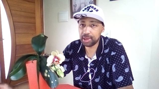 Phalaenopsis do mercado veja como fazer florir na sua casa! смотреть онлайн