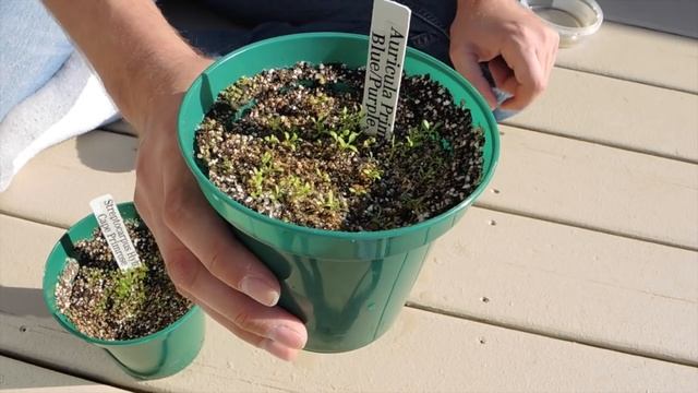 Seed Starting Update! - Streptocarpus and Primula Auricula смотреть онлайн