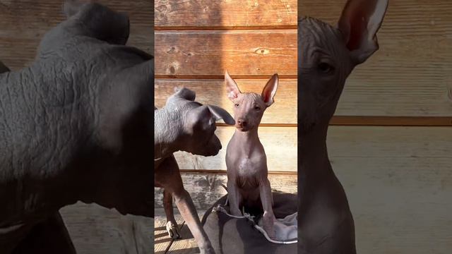 SL IRIS / pspp female смотреть онлайн