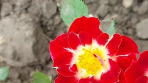 Роза «Литл артист» 29.05.22