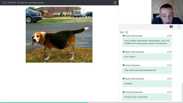 Заворот желудка смотреть онлайн