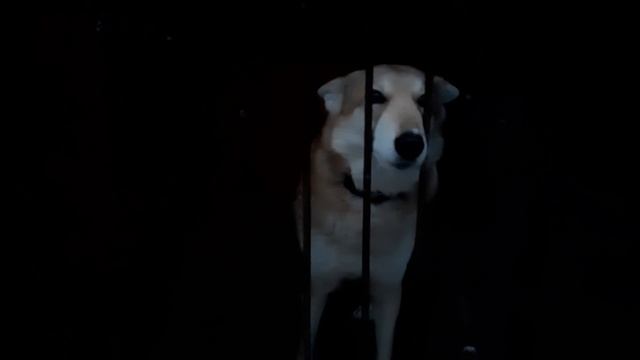 Волэнды. Гибрид волка и западно-сибирской лайки. Волкособы. смотреть онлайн
