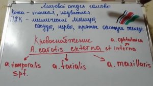 Лицевой отдел головы (Топографическая анатомия и оперативная хирургия)