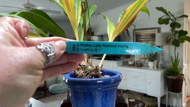 #GVOS2020 Phaius Lady Ramona Harris смотреть онлайн