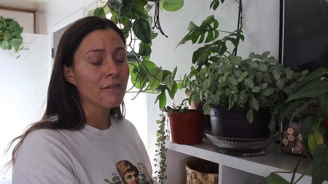 Fittonia Plant Care Tips & Tricks! | Fittonia Houseplant Care