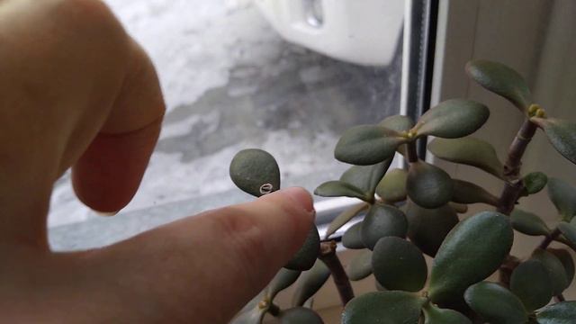 Үй гүлдерім осылай өсуде. Терезе алдындағы гүлдеріме шолу видео. смотреть онлайн