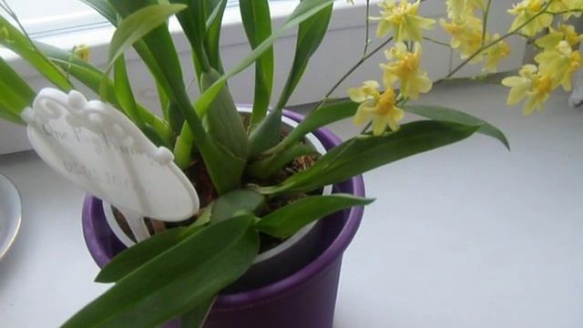 Первое домашнее цветение Sogo Vivien и Oncidium Twinkle смотреть онлайн