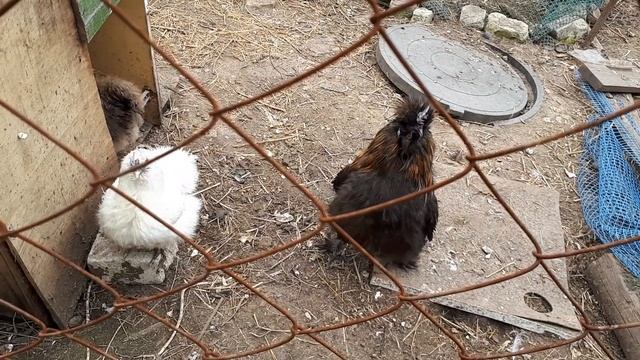 Китайский шёлковый петух кукарекает смотреть онлайн