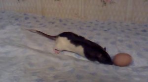 Крыса и яйцо