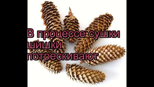 Как высушить шишки для поделок? смотреть онлайн