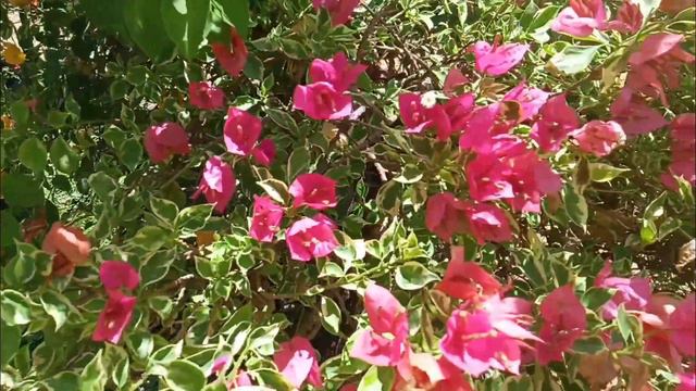 Iba't-ibang klaseng rare variety ng bougainvillea. смотреть онлайн