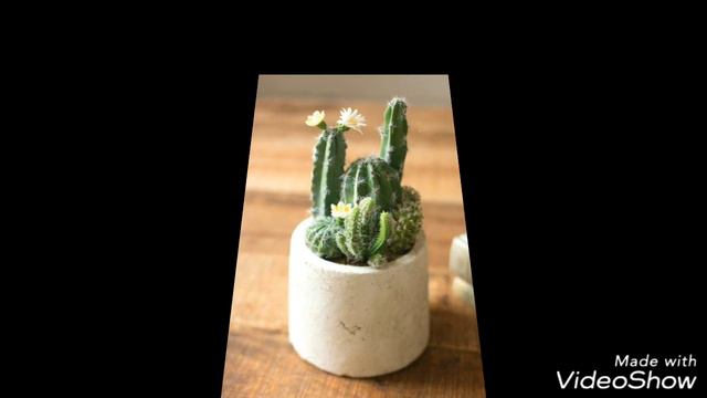 Cactus Decoration Ideas | Creative succulent planter ideas | Indoor Cactus Decoration | смотреть онлайн