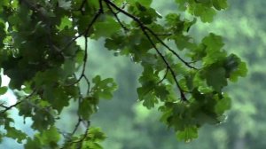 И.С. Бах | Бранденбургский Концерт Номер 6