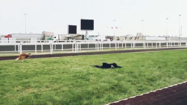 Лучшая дрессура. Легендарный Пёс Найк. Дрессировщица - Мария Анисимова / Best dog training смотреть онлайн