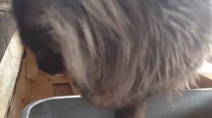 Мейкун завтракает 1