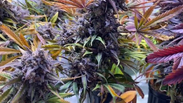 Mainlining for colas - Harvest time смотреть онлайн