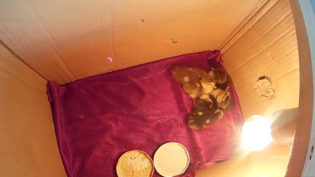 Уход за новорожденными утятами мускусной утки смотреть онлайн