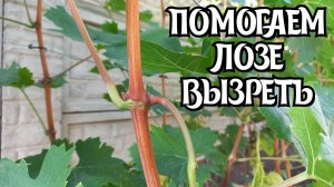 ПОМОГАЕМ ЛОЗЕ винограда ВЫЗРЕТЬ.