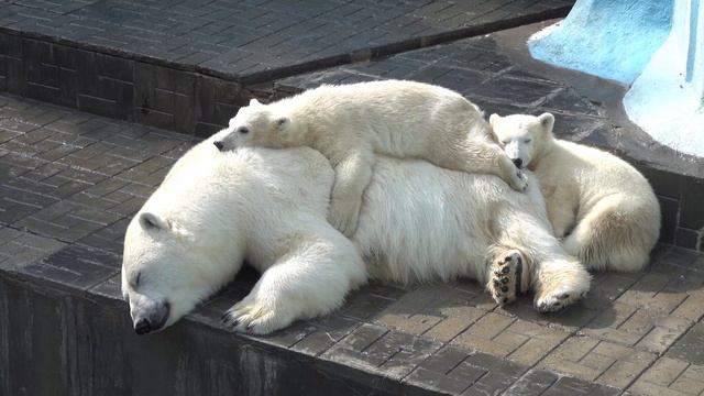 Герда и медвежата спят. 31.05.2023 смотреть онлайн