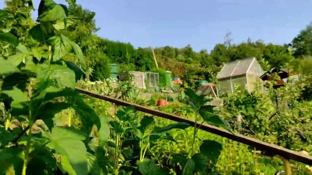 Клематис может расти на одном месте более 20 лет. 20 июня 2022 год. смотреть онлайн