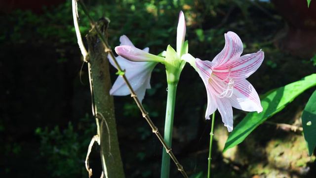 Amaryllis White Lily with Pink смотреть онлайн